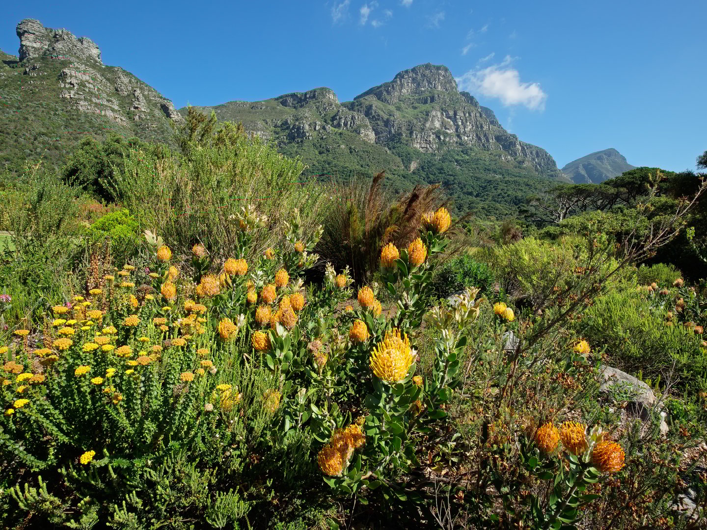 Yellow flowers against a mountain backdrop in Kirstenbosch Botanical Gardens