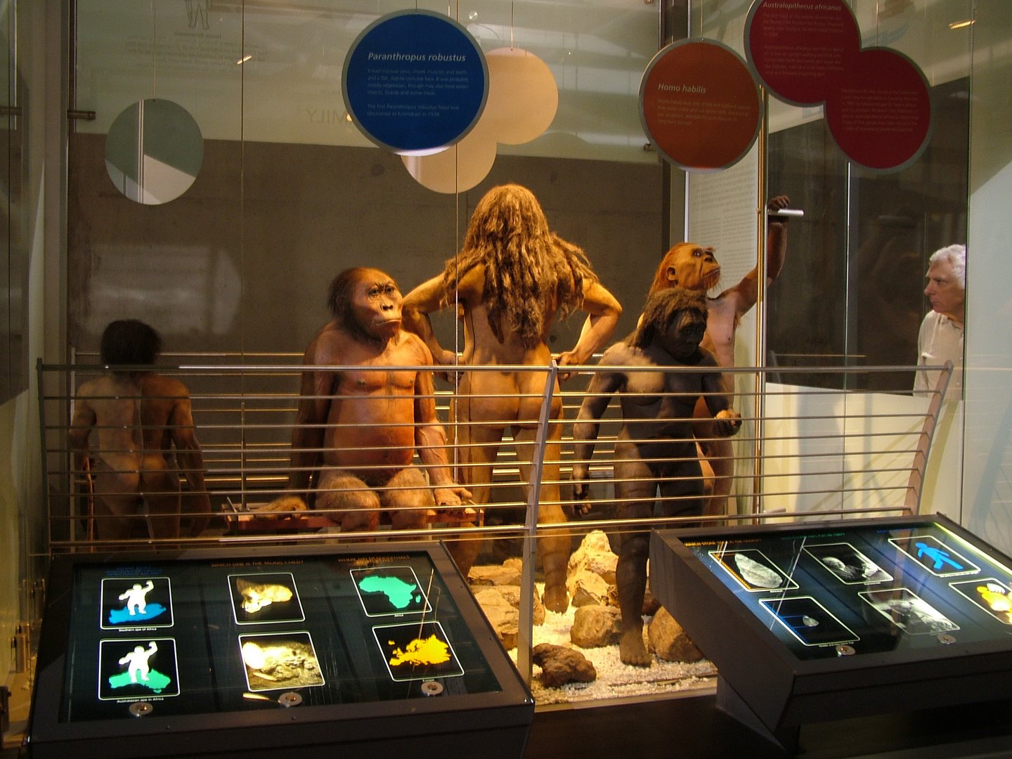 A display of early hominids at the museum at the Cradle of Humankind, South Africa