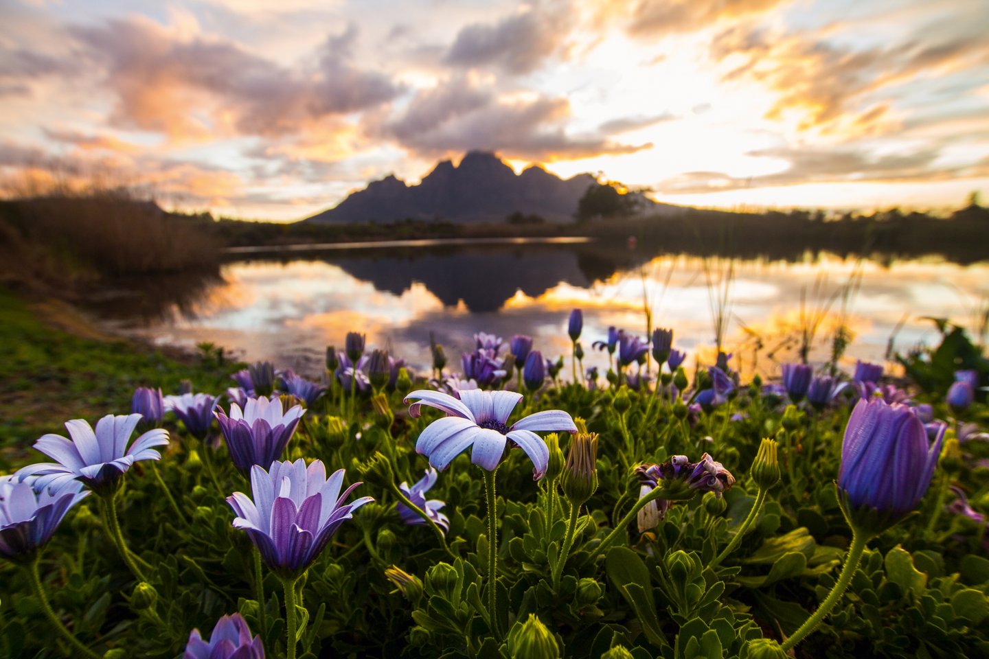 Flowers in Franschhoek, South Africa