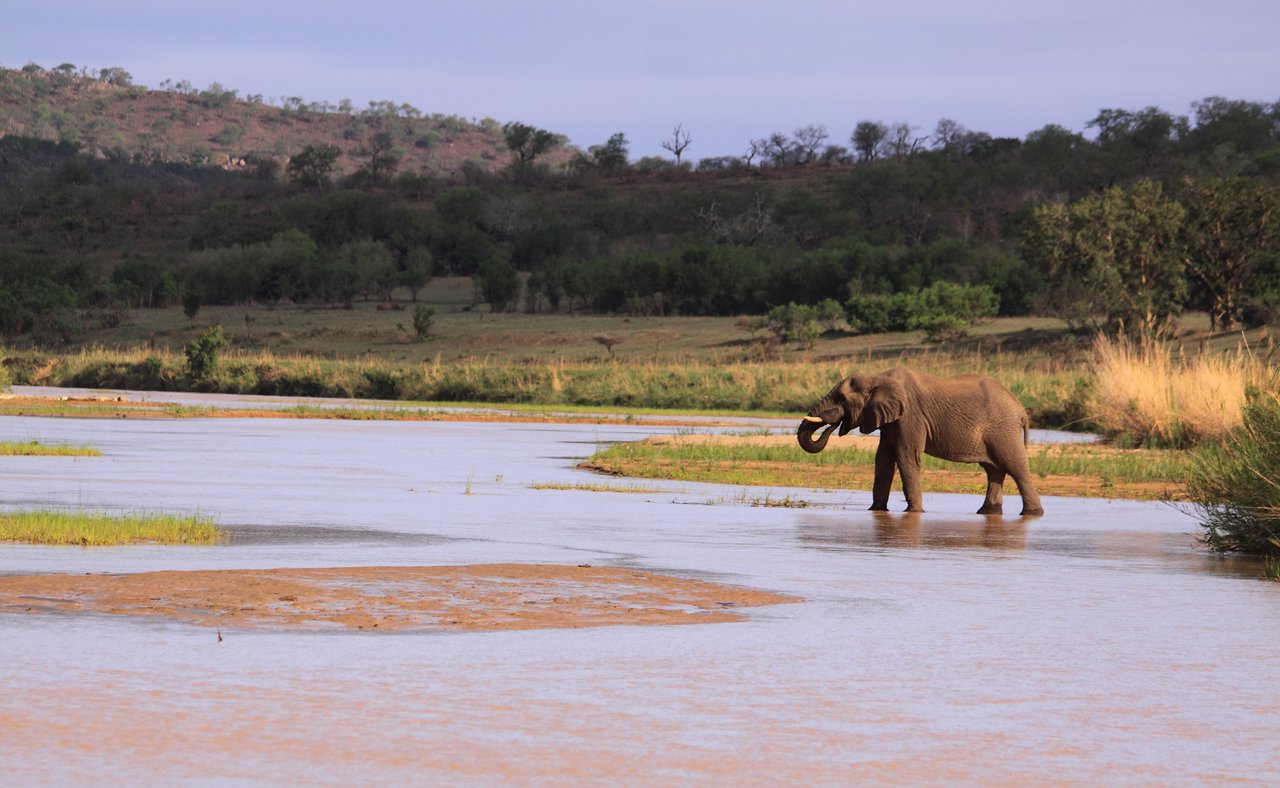 An elephant walking through the river in Hluhluwe-Imfolozi Park in South Africa