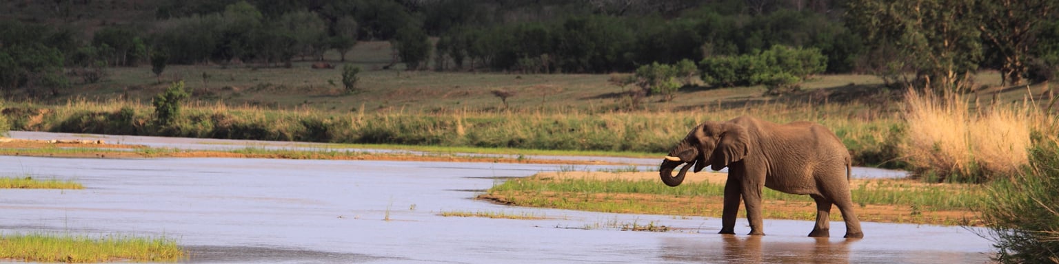 An elephant walking through the river in Hluhluwe-Imfolozi Park in South Africa