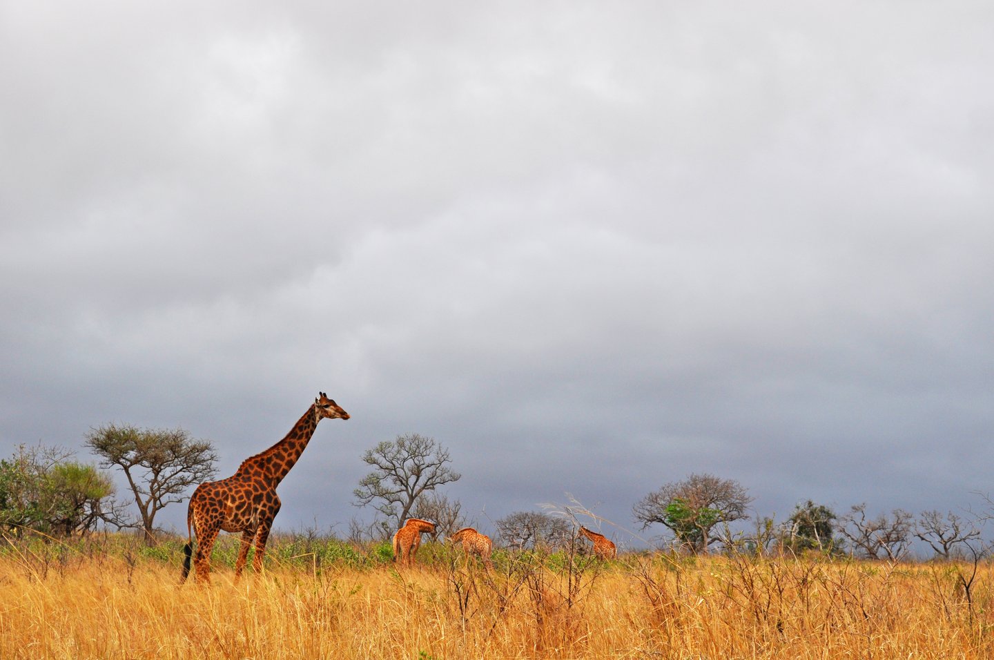 Giraffe at Hluhluwe-imfolozi Park on a cloudy day