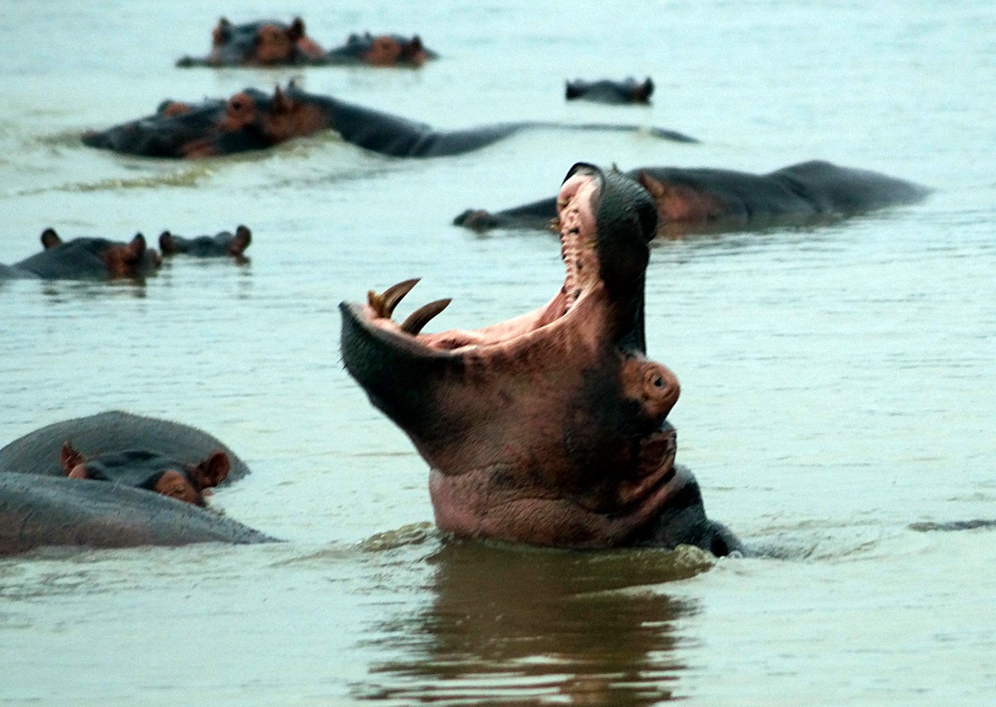 A hippo yawning at Hluhluwe Imfolozi Park in South Africa
