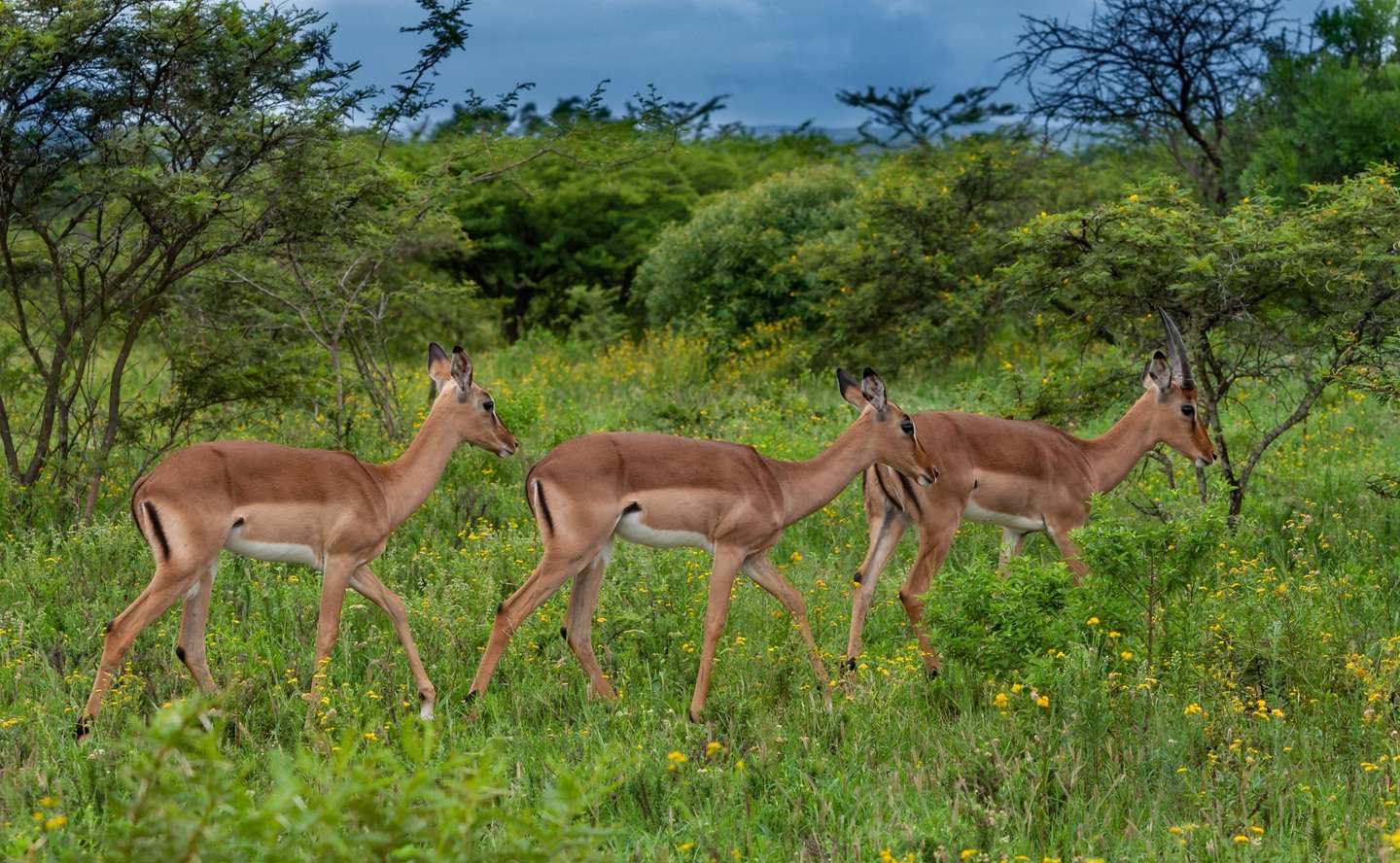 Impala in the bush in Hluhluwe Imfolozi Park, South Africa