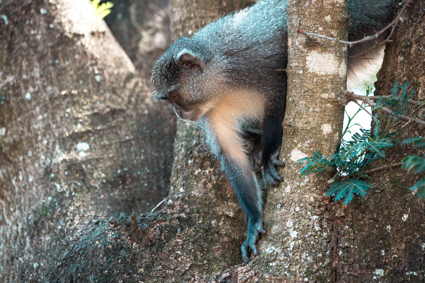 A samango monkey in a tree at Hluhluwe-imfolozi Park, South Africa