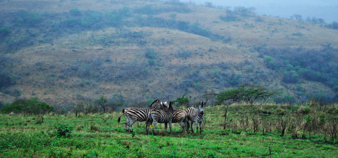 Zebra in the grass in Hluhluwe-imfolozi Park, South Africa