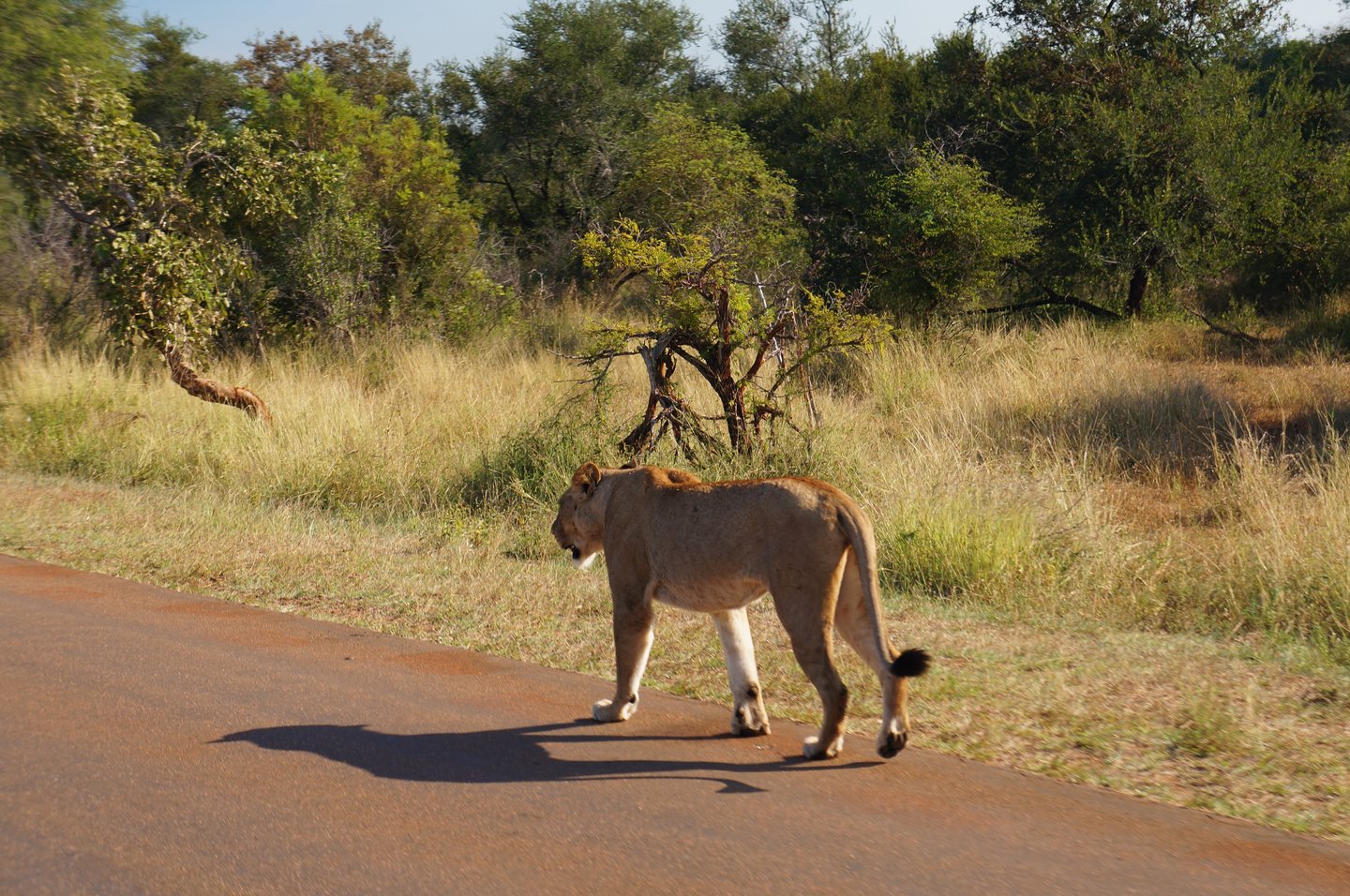 A lioness walking along the road in the Kruger National Park, South Africa