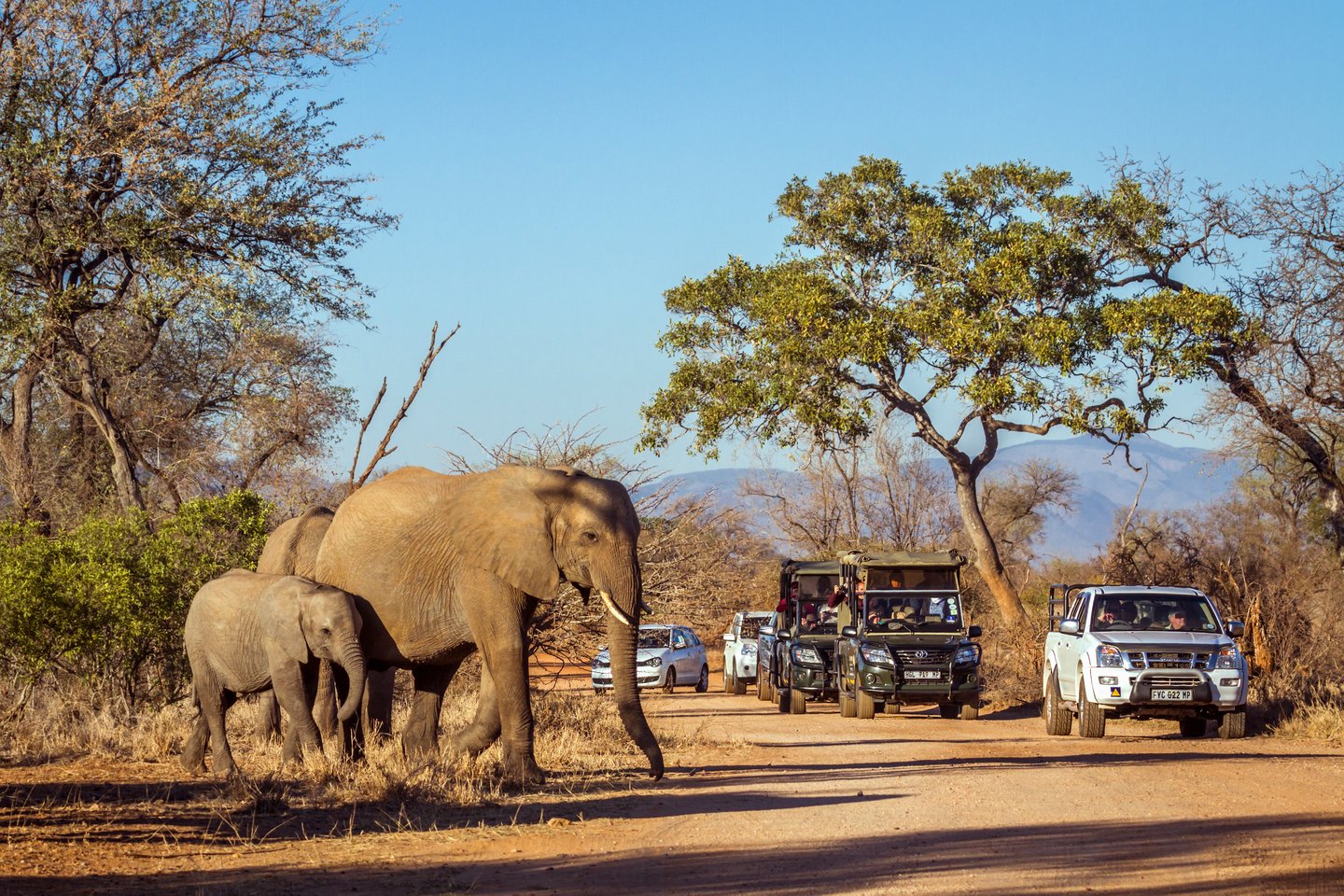Cars stopping to watch a family of elephants in the Kruger National Park