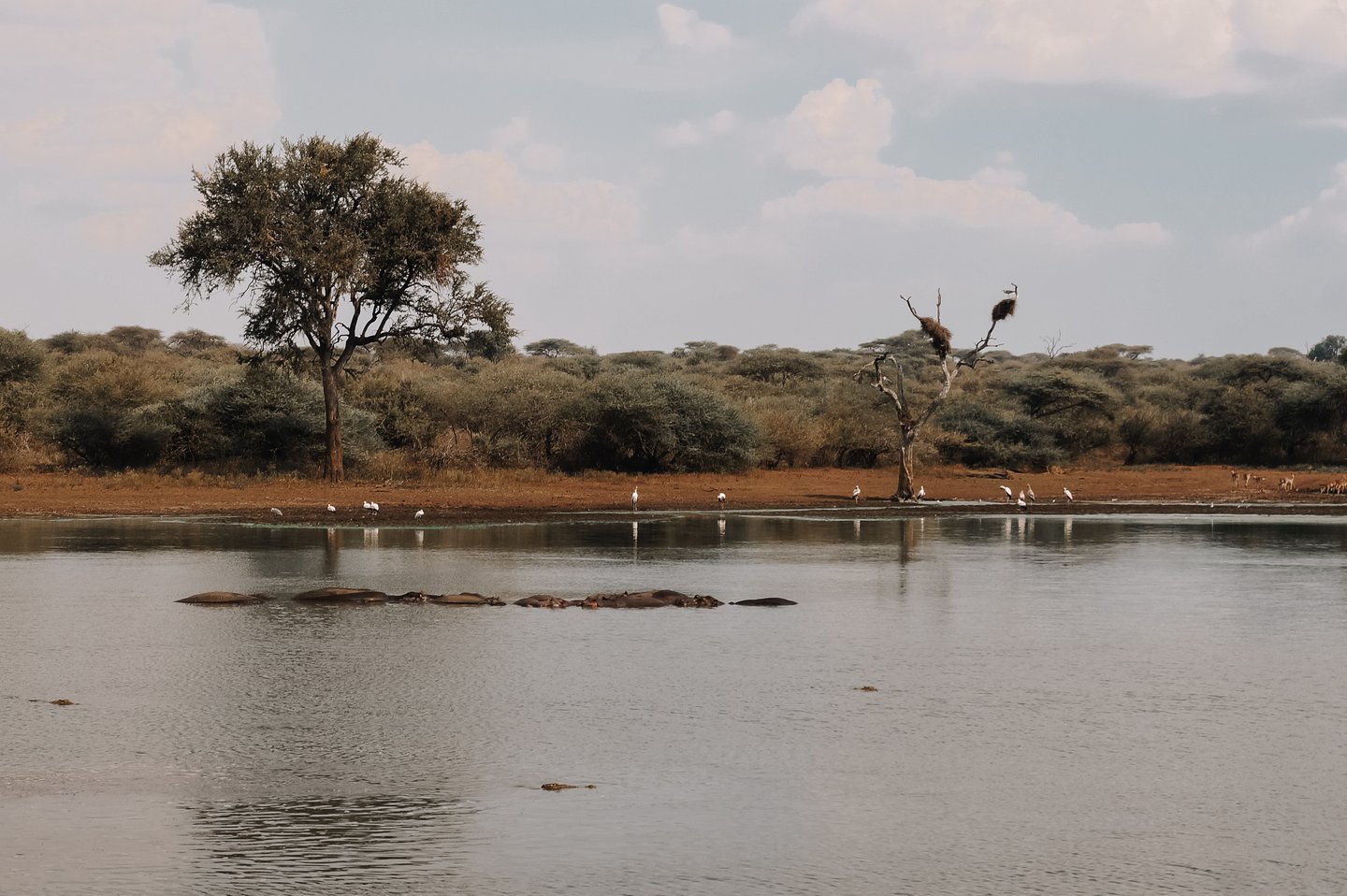 A waterhole in the Kruger National Park, South Africa