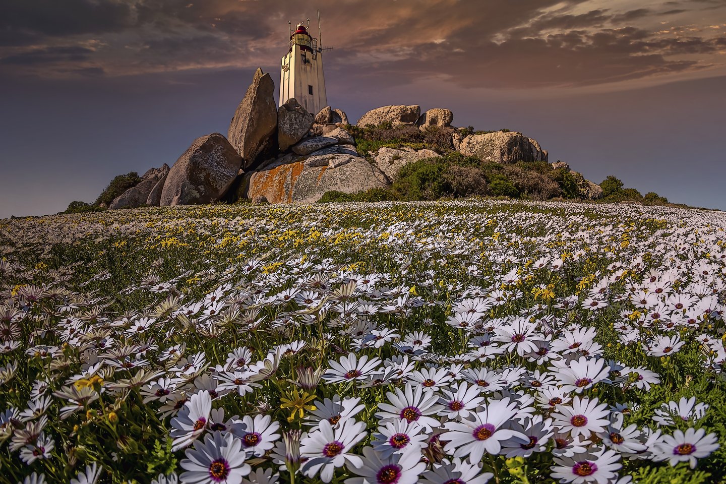 Paternoster lighthouse surrounded by white Namaqualand daisies in spring.