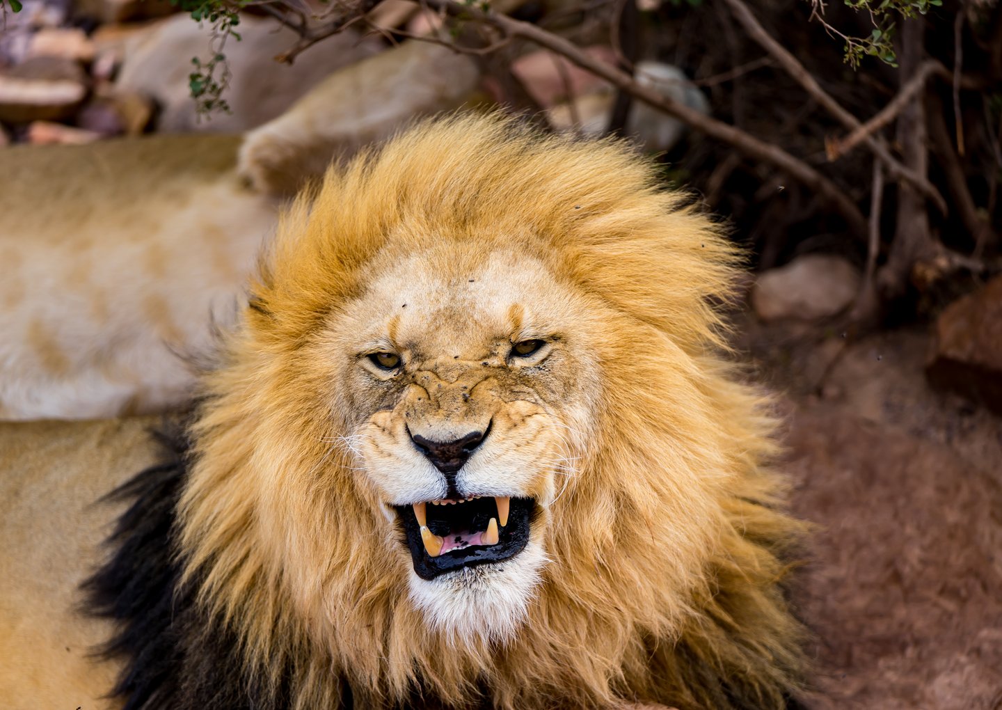 A lion roaring at Aquila Private Game Reserve