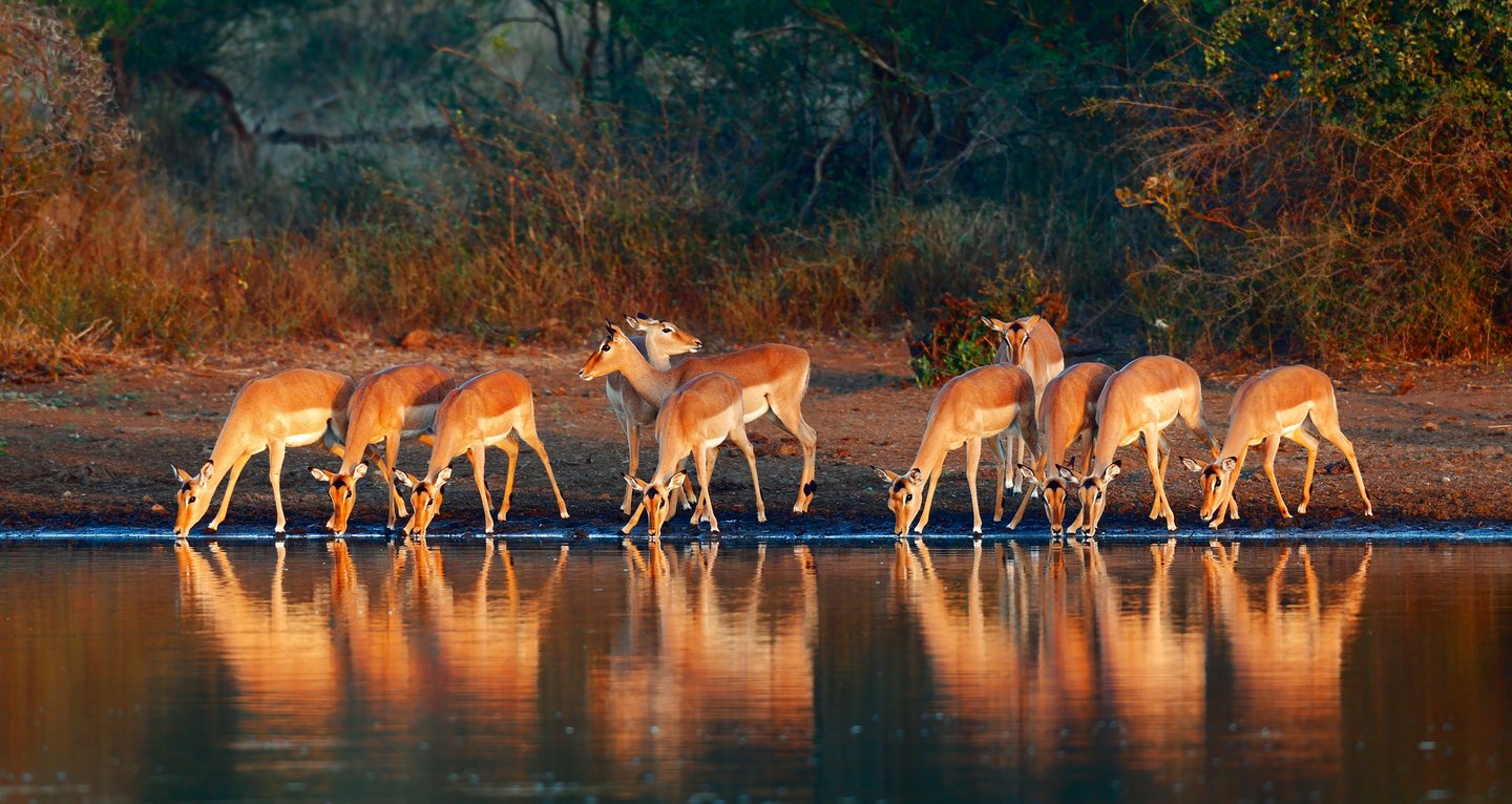  An impala herd drinking at a waterhole with reflections in the water 