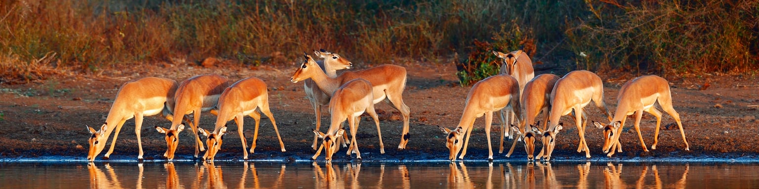  An impala herd drinking at a waterhole with reflections in the water 