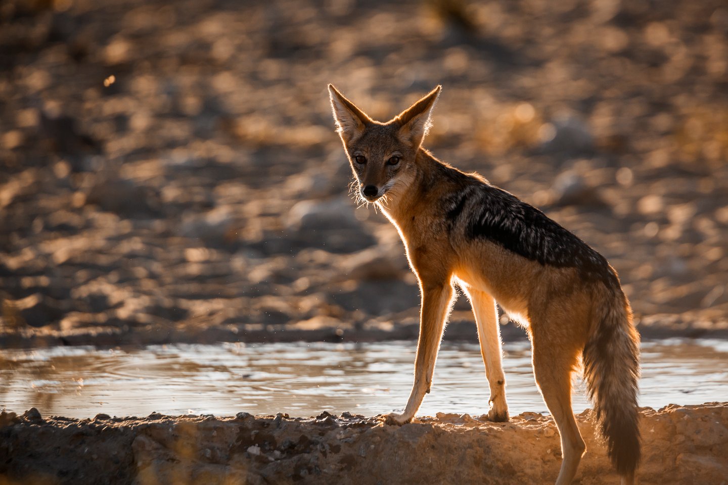 A jackal at a waterhole in South Africa
