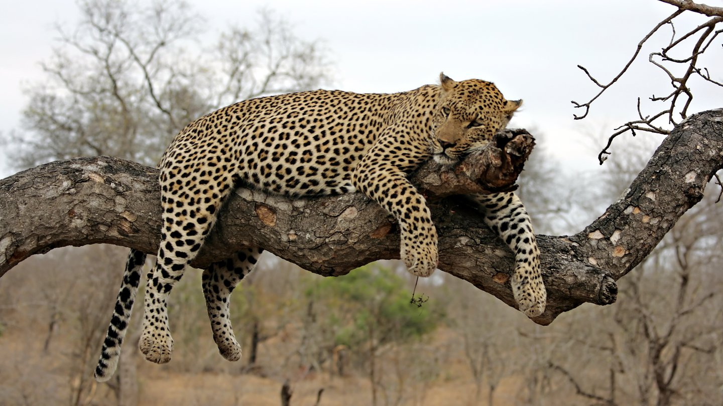 A leopard relaxing in a tree in the Sabi Sand Game Reserve, South Africa