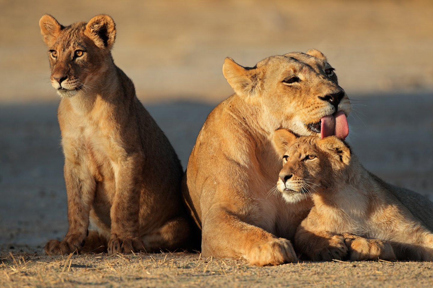 Two lionesses with a lion cub