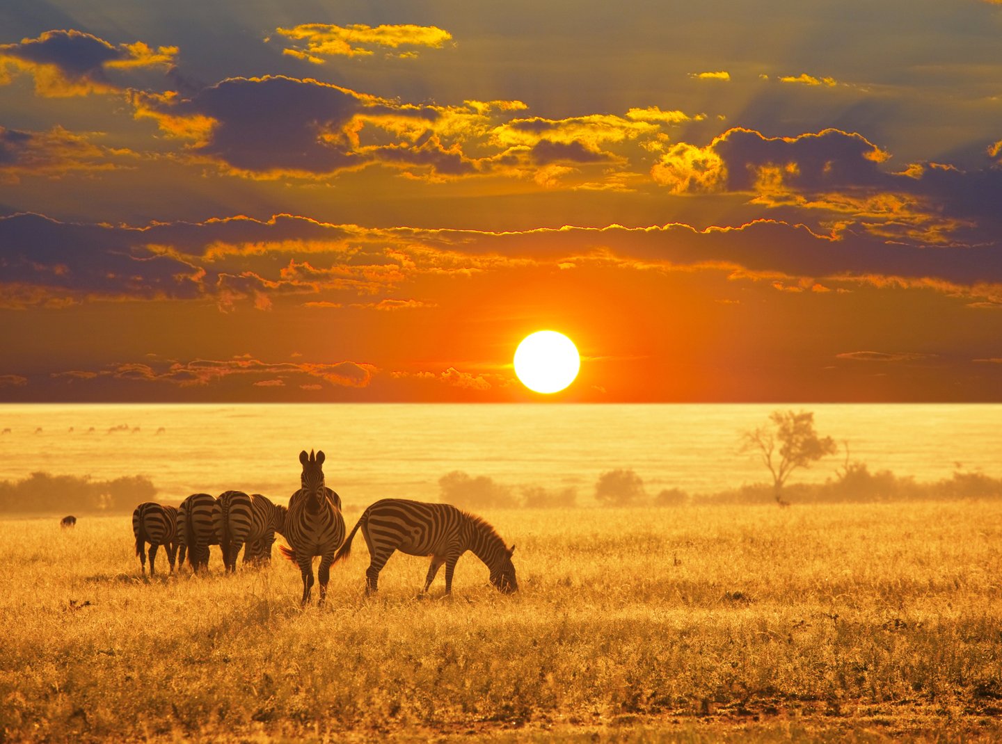 Zebra at sunrise in the bush