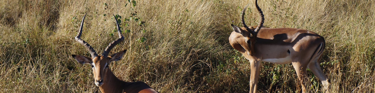 Springbok in the Kruger National Park.