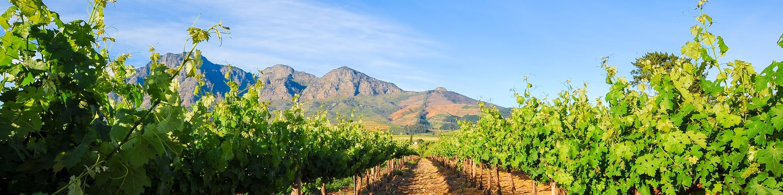 Stellenbosch vineyards in the Cape Winelands