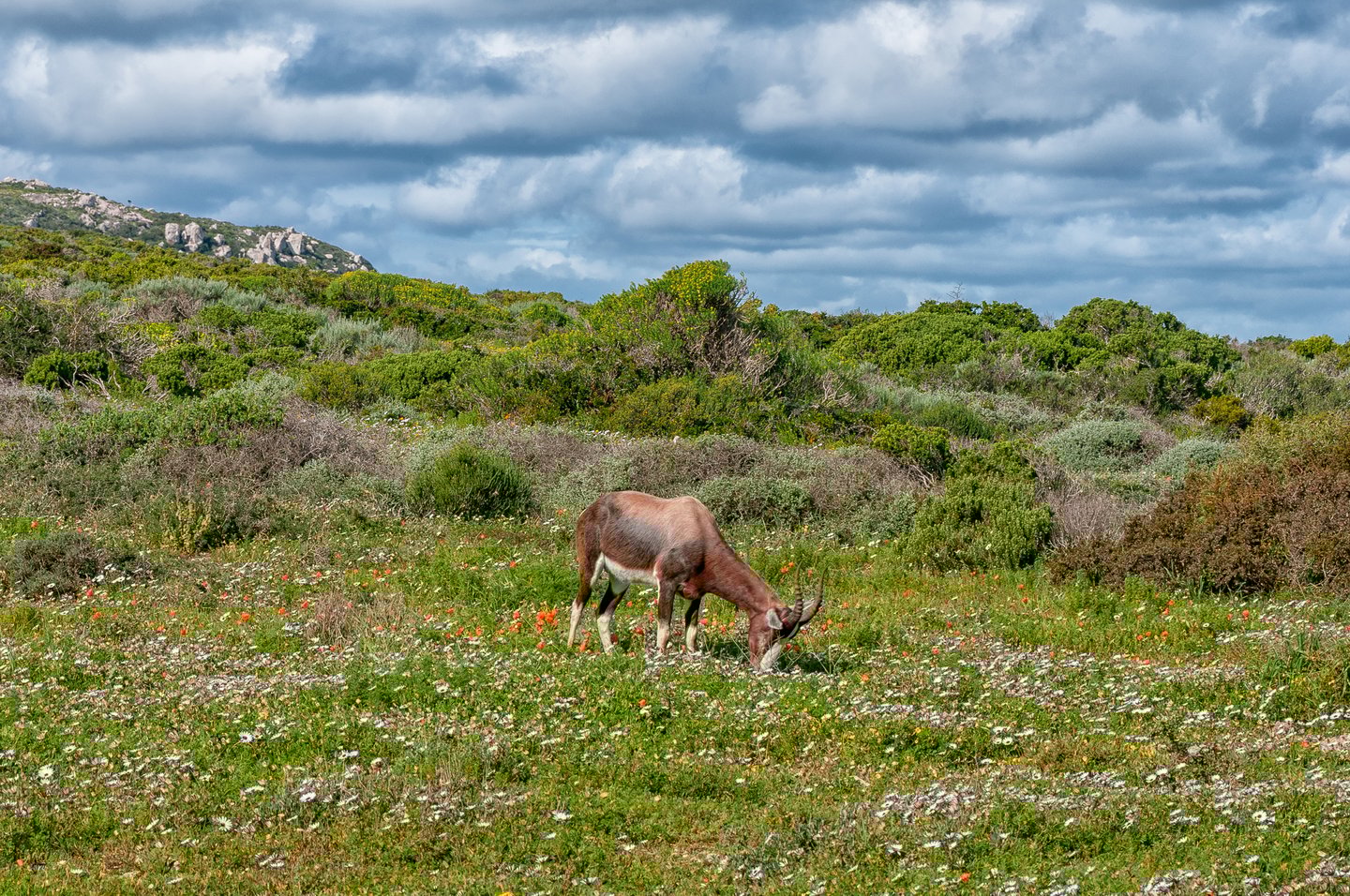 A bontebok in the flowers at Postberg, South Africa.
