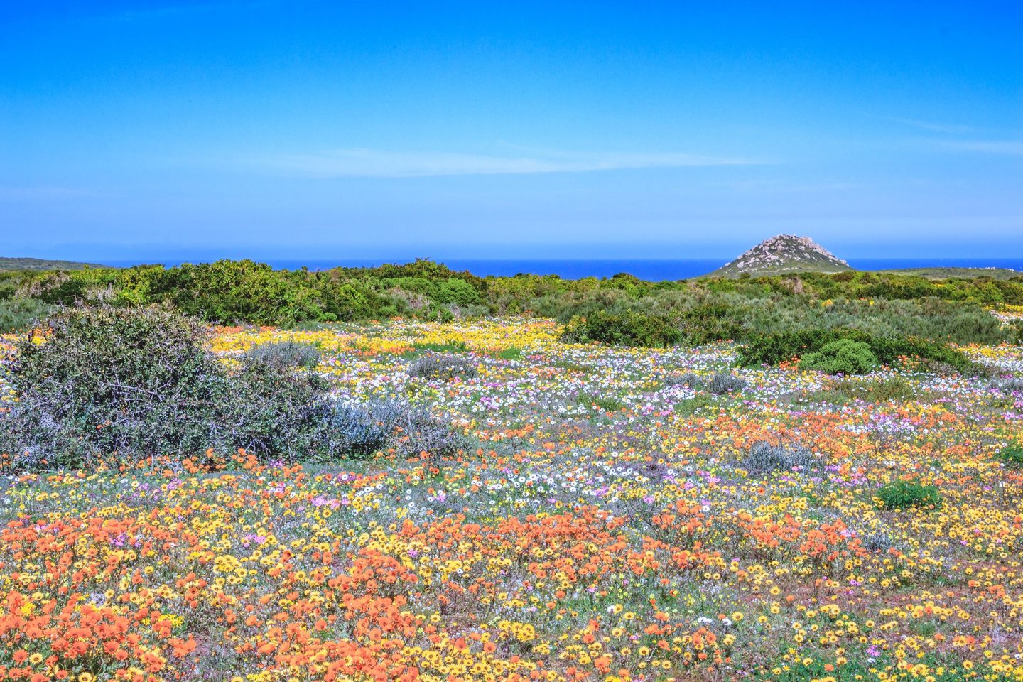 Colourful flowers carpet the ground at West Coast National Park, South Africa.