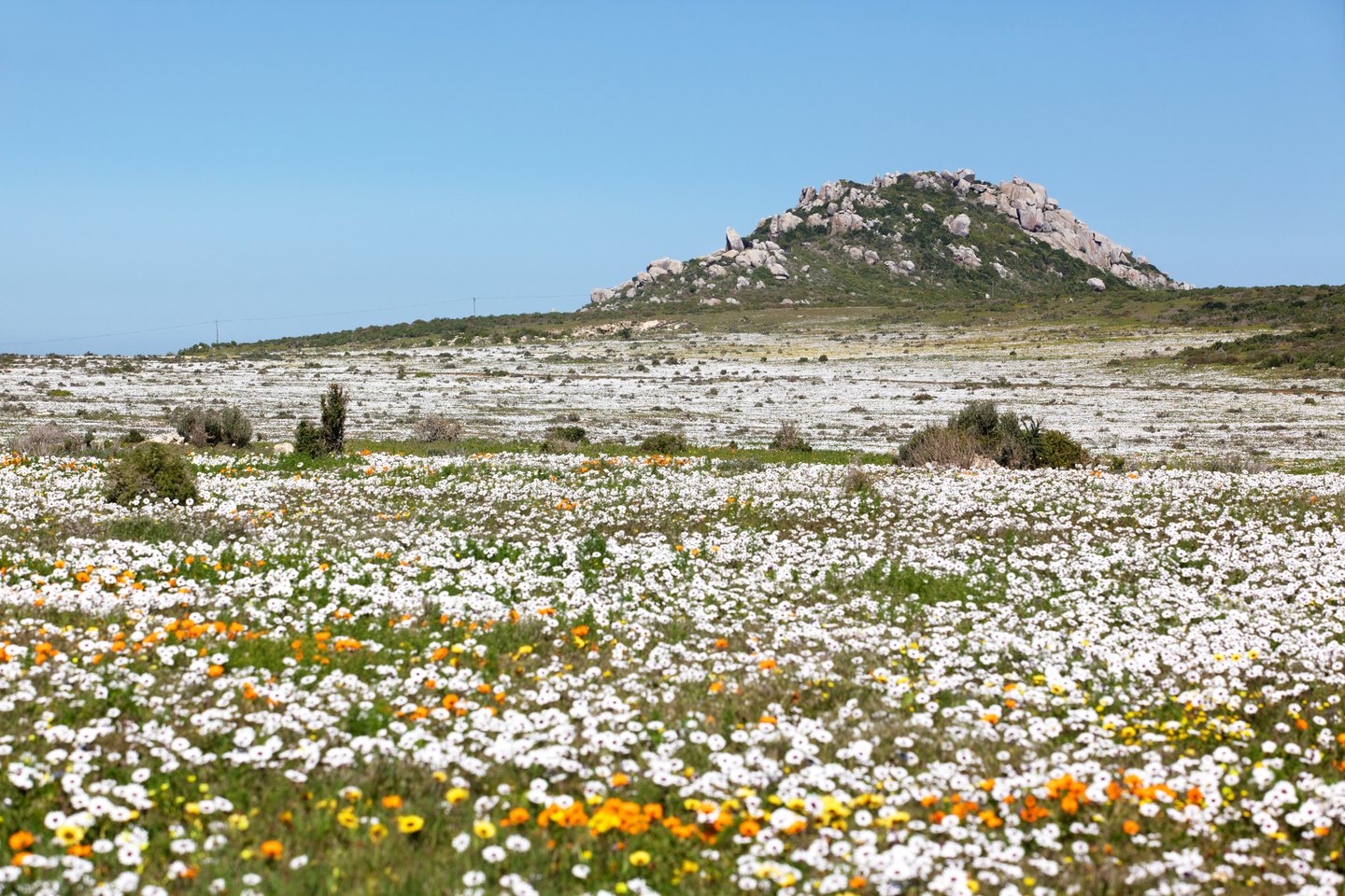 Wildflowers covering the ground at West Coast National Park in spring.