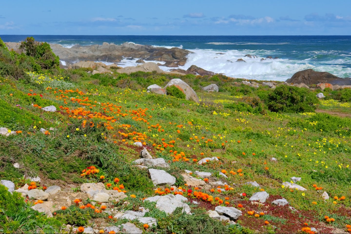 Colourful flowers near the sea at South Africa's West Coast National Park.