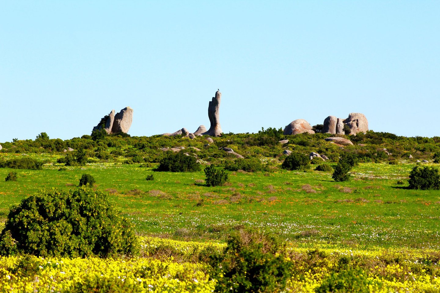 Colouful flowers surrounding the Rock Finger rock formation in West Coast National Park.