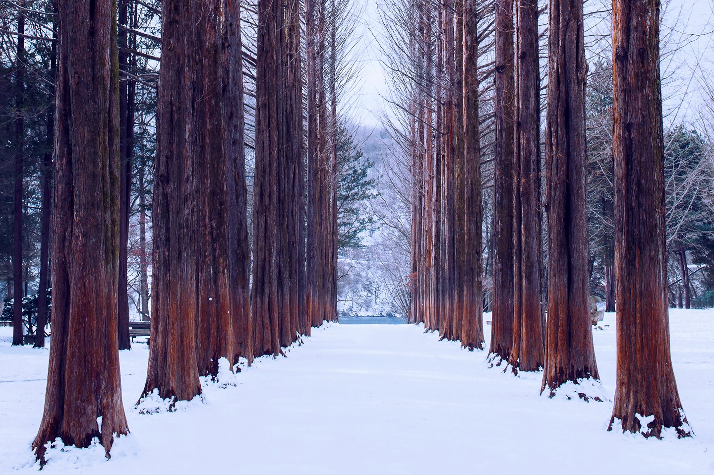 A row of trees on a snowy day in Nami Island, South Korea.
