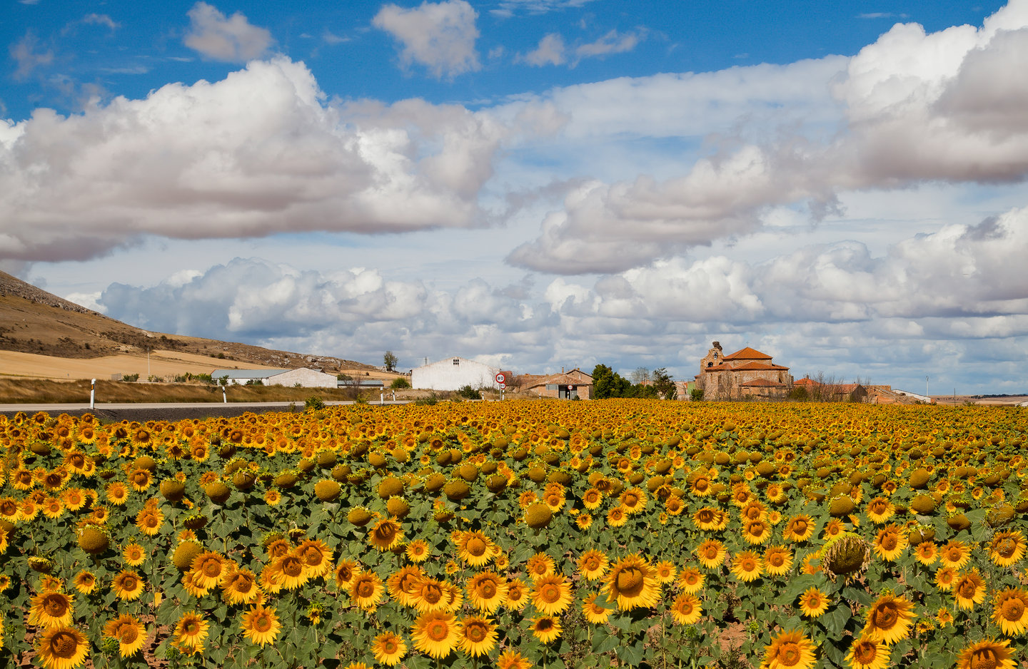 A sunflower field in Castejón, Spain
