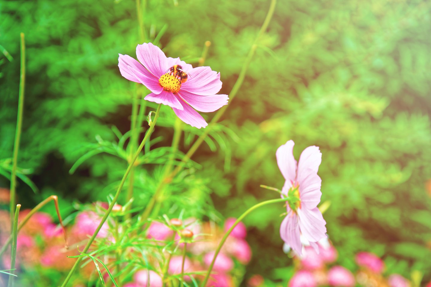 Spring flowers in the Lauterbrunnen Valley, Switzerland