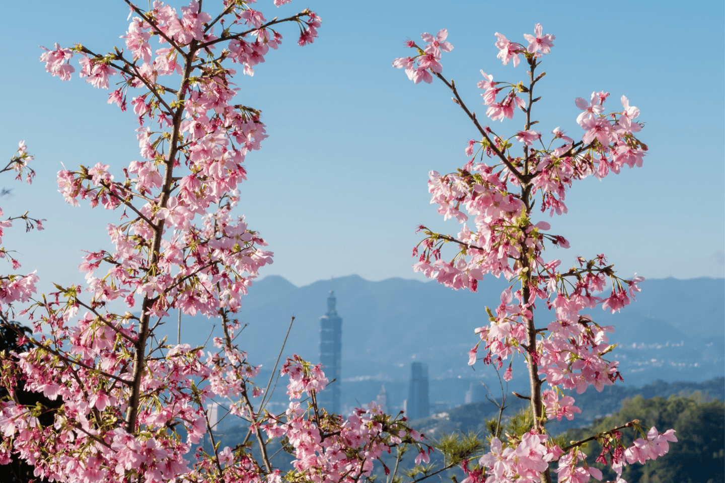 Spring blossoms with Taipei skyline in background
