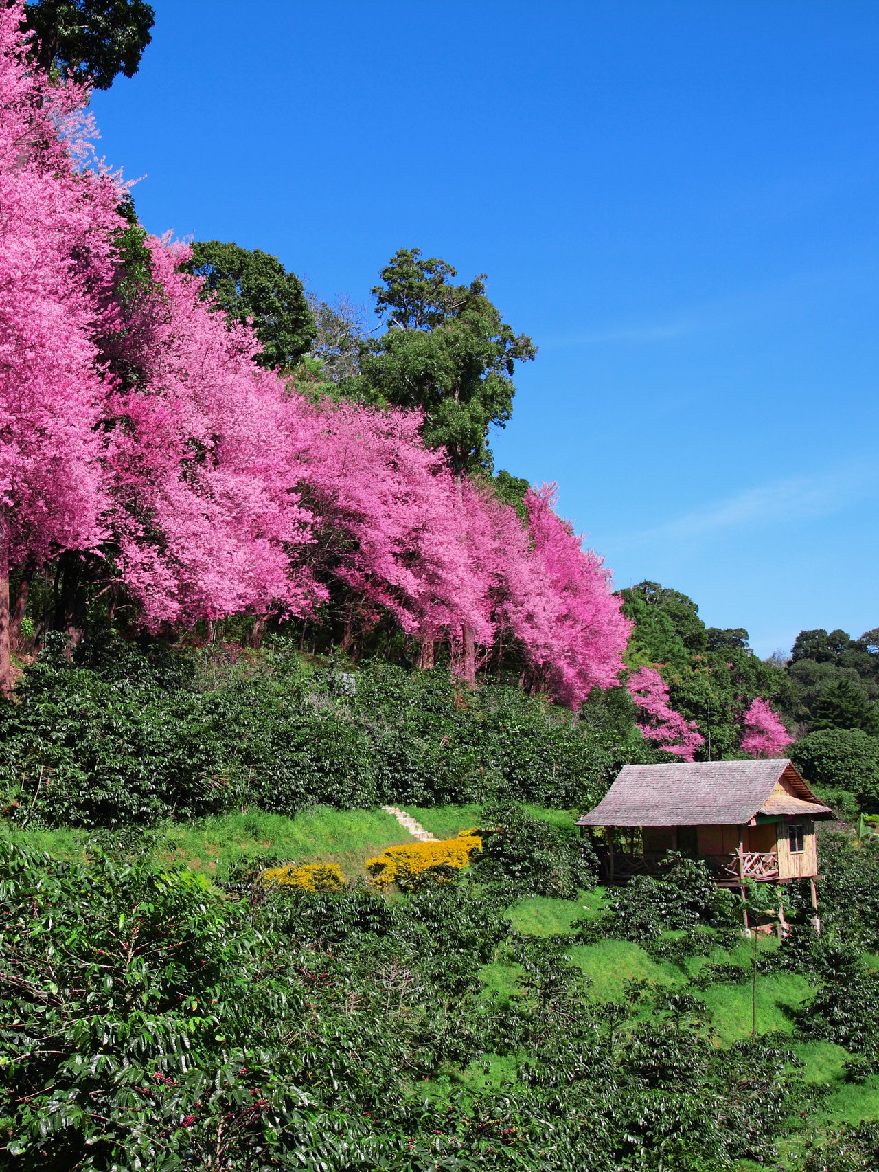 Pink Sakura flowers in Chiang Mai, Thailand