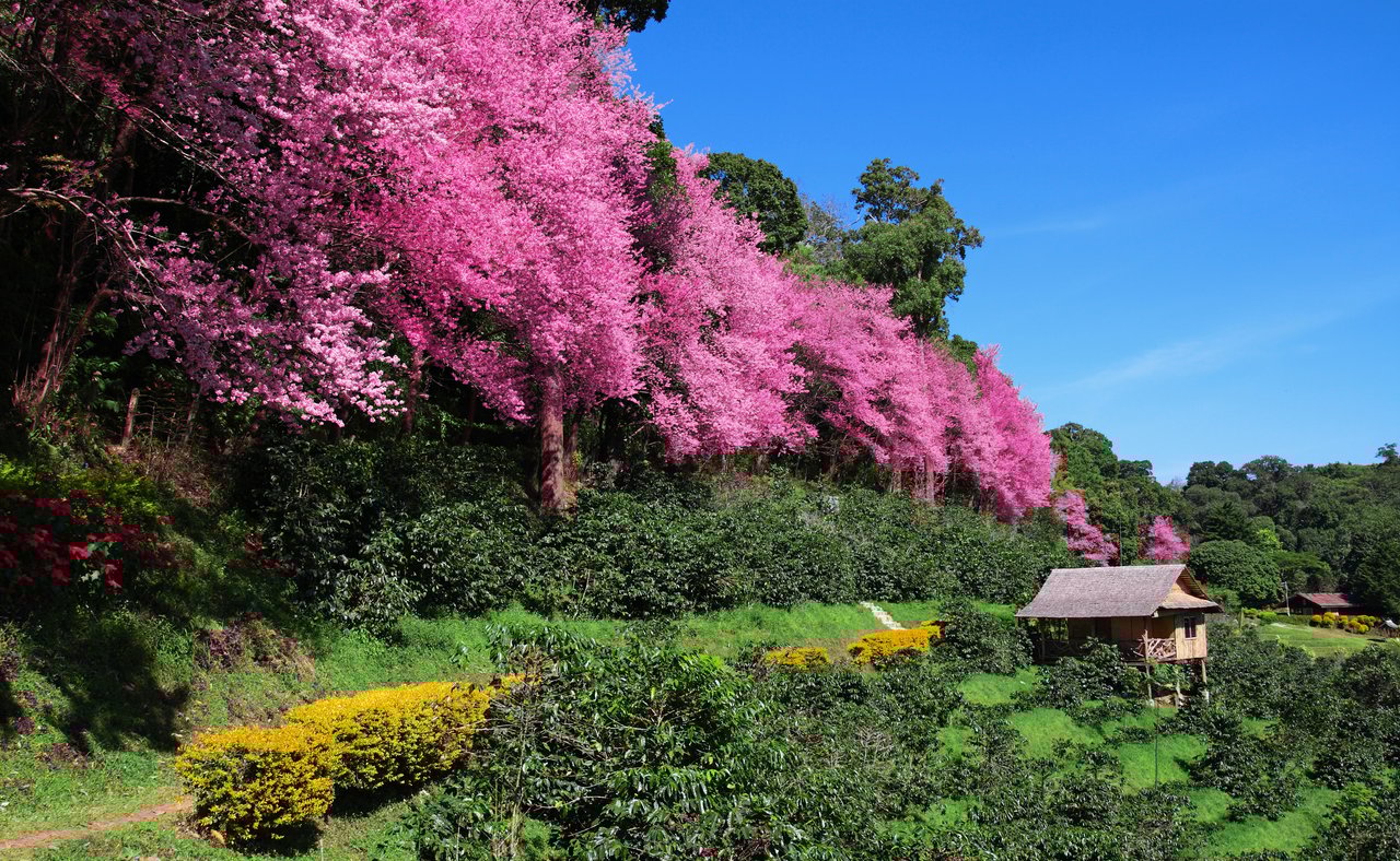 Pink Sakura flowers in Chiang Mai, Thailand