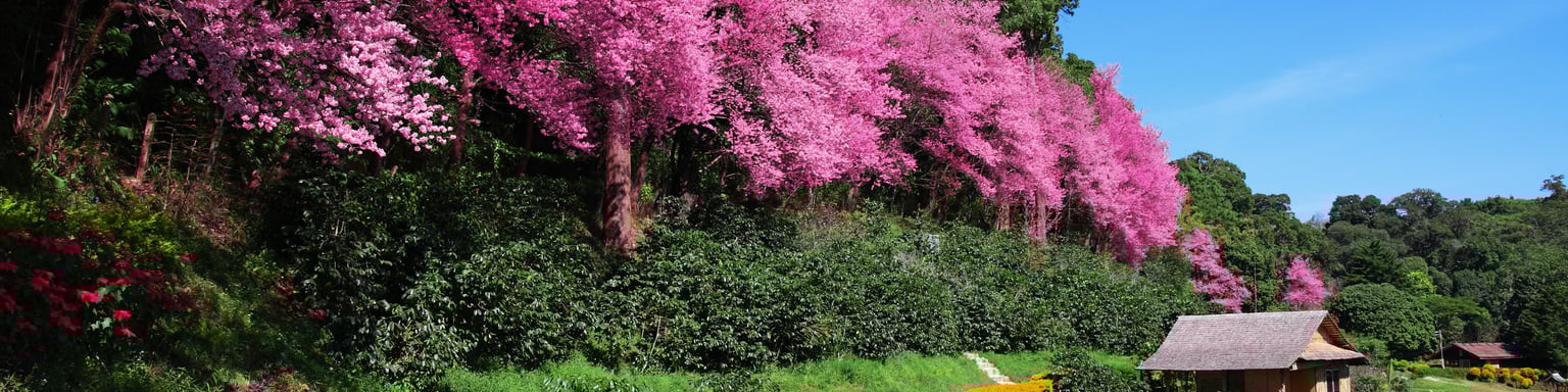 Pink Sakura flowers in Chiang Mai, Thailand