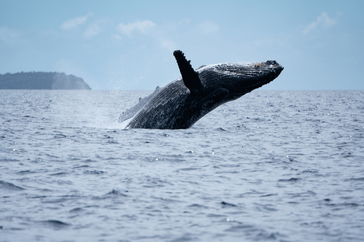 Humpback whale leaping out of the water 