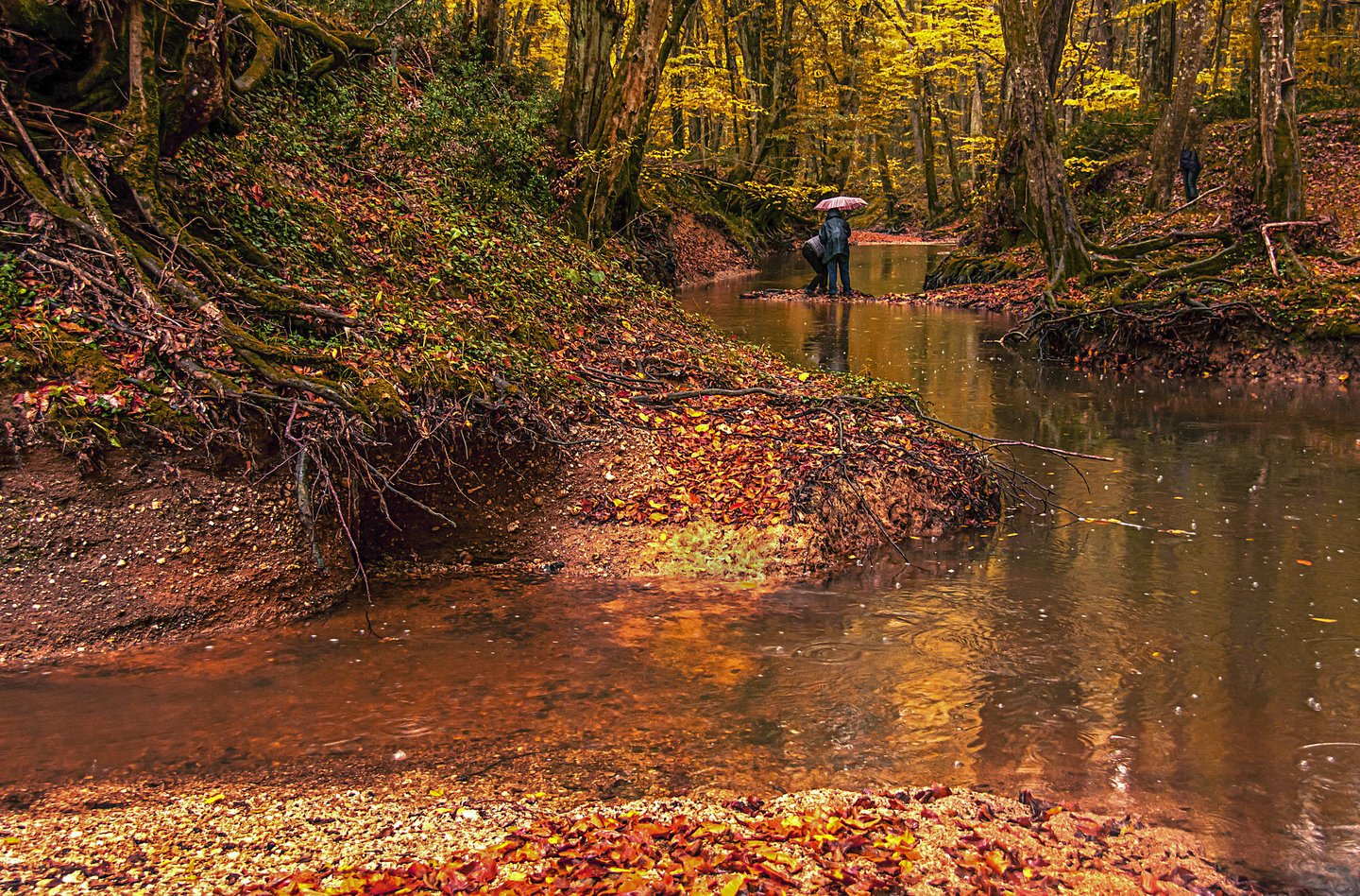 Autumn leaves in the İgneada Floodplain Forests National Park in Turkey.