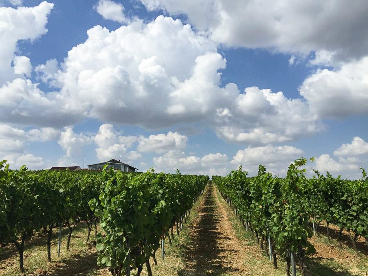 Rows of vines at a Thrace winery