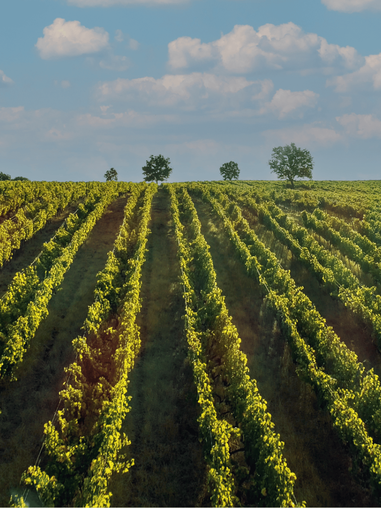 A wineyard in Thrace, Turkey