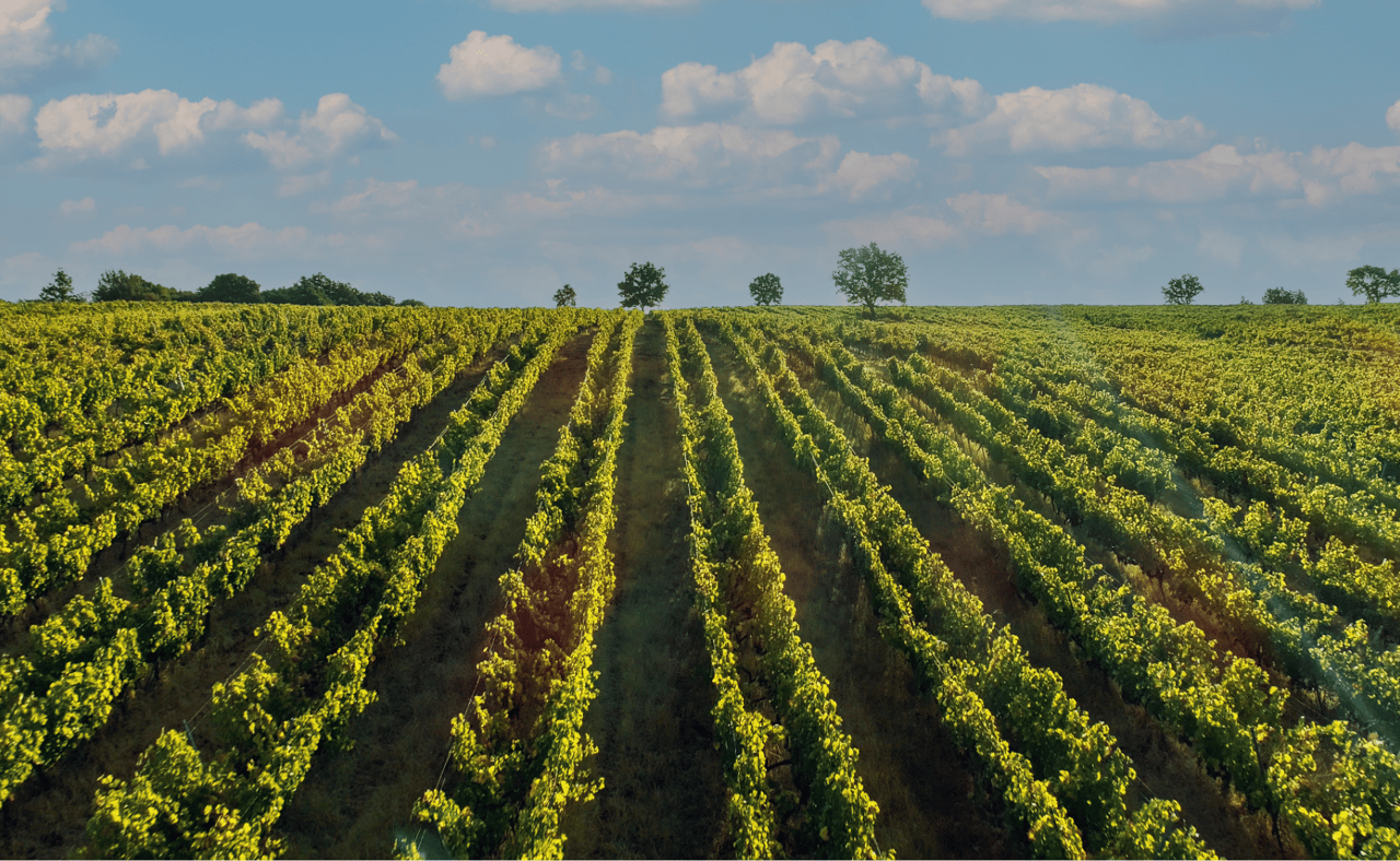 A wineyard in Thrace, Turkey