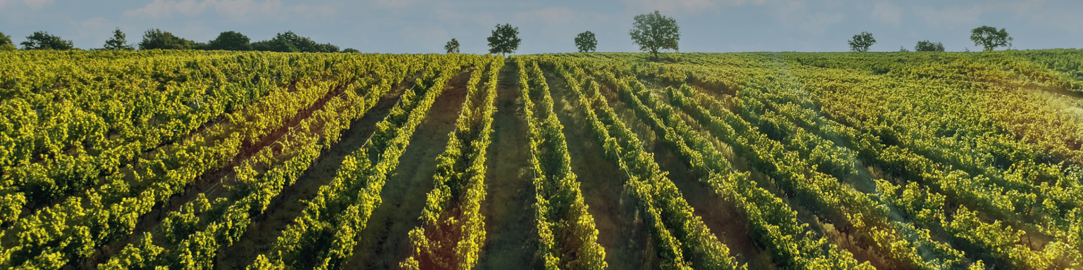 A wineyard in Thrace, Turkey