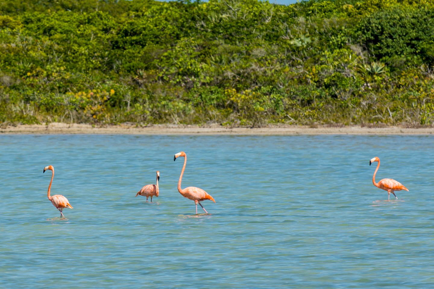 Flamingo Pond in North Caicos