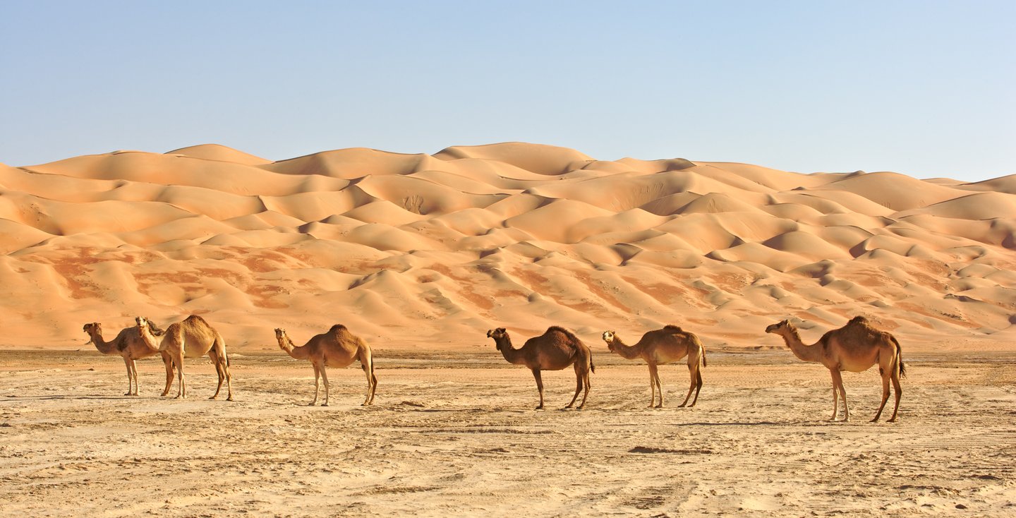 A line of camels in the desert in Abu Dhabi