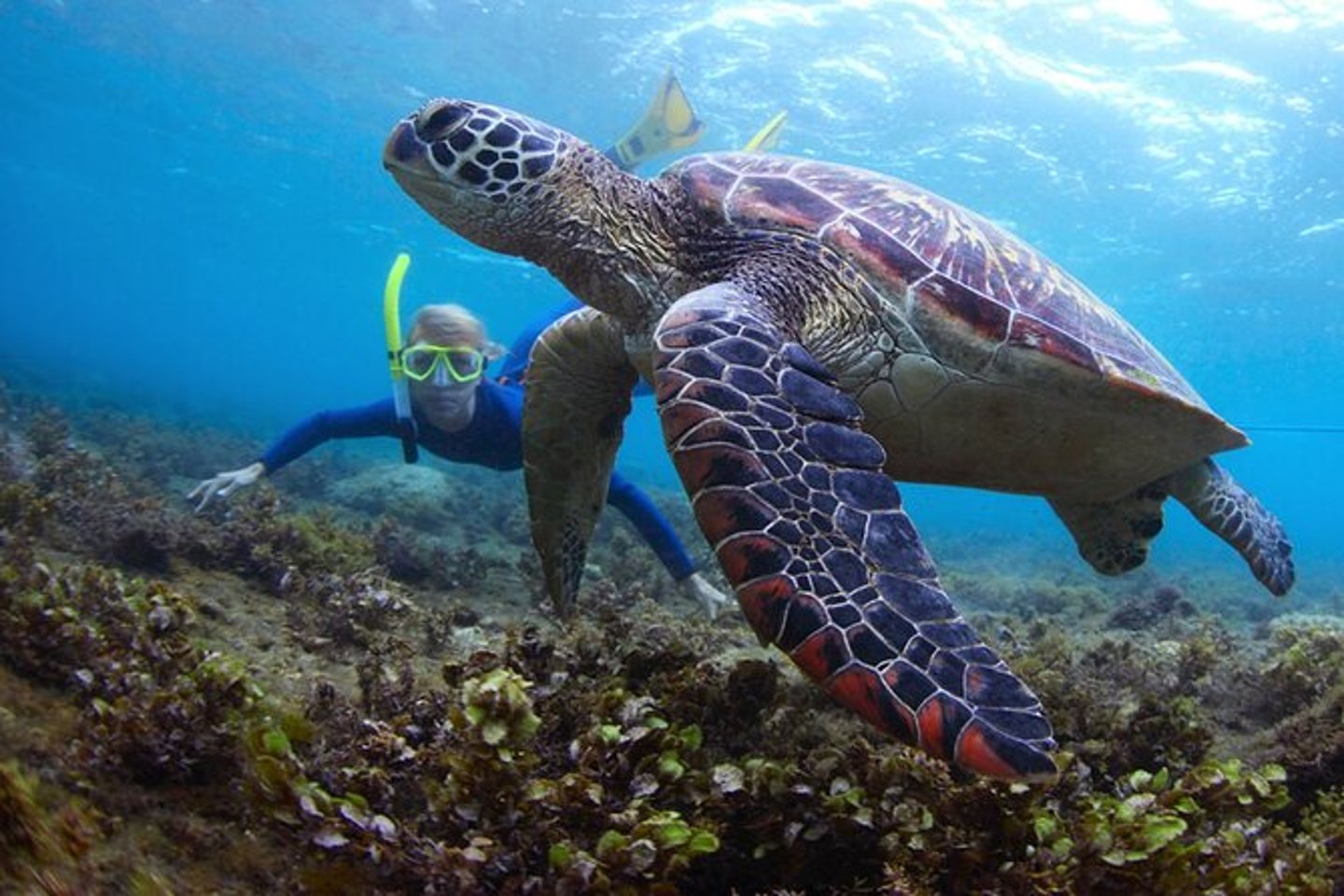 Snorkelling with turtles at Snoopy Island in Fajairah