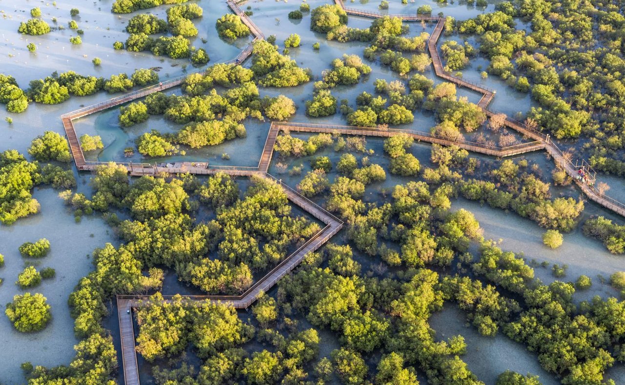 An aerial view of Jubail Mangrove Park