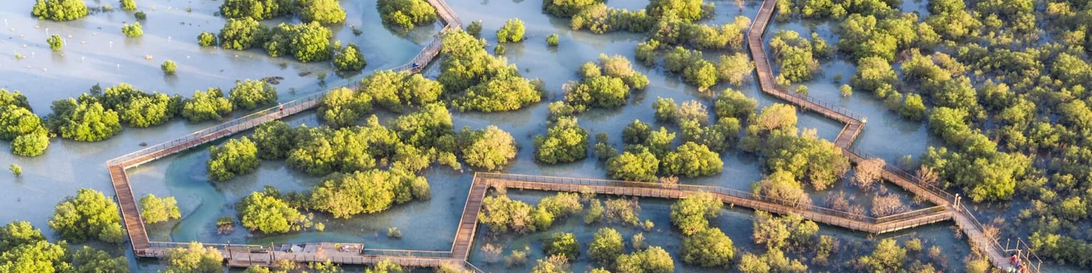 An aerial view of Jubail Mangrove Park