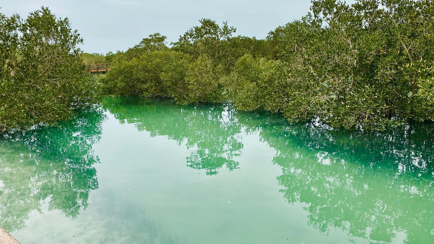 Mangroves in turquoise water