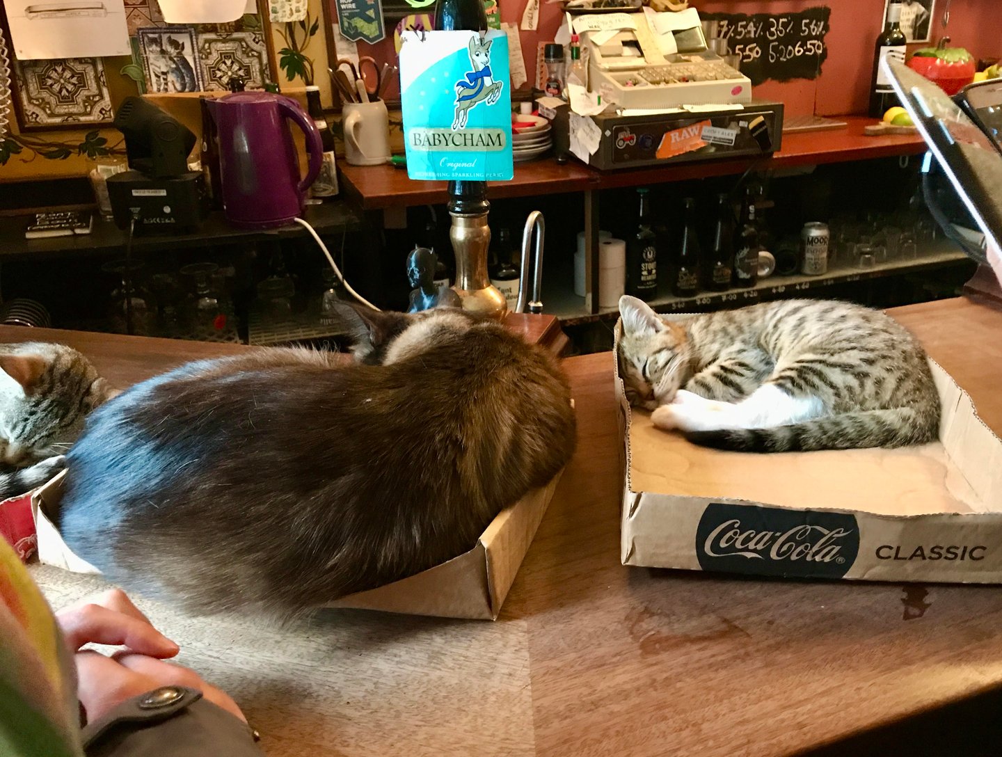 Cats at the pub in Bristol