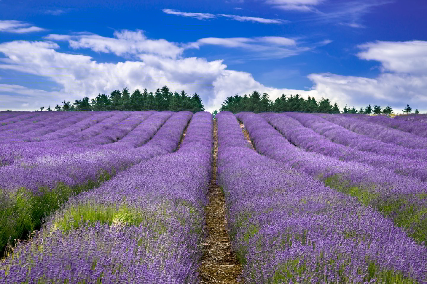 Lavender fields in the Cotswolds, England