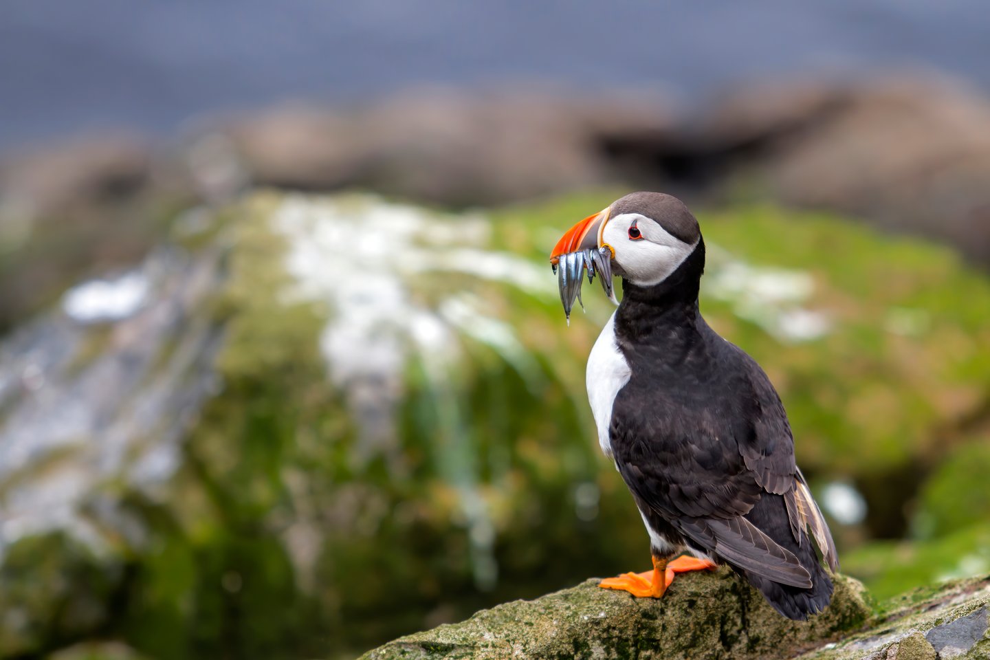 An Atlantic puffin holding sand eels in its beak on the Farne Islands, UK